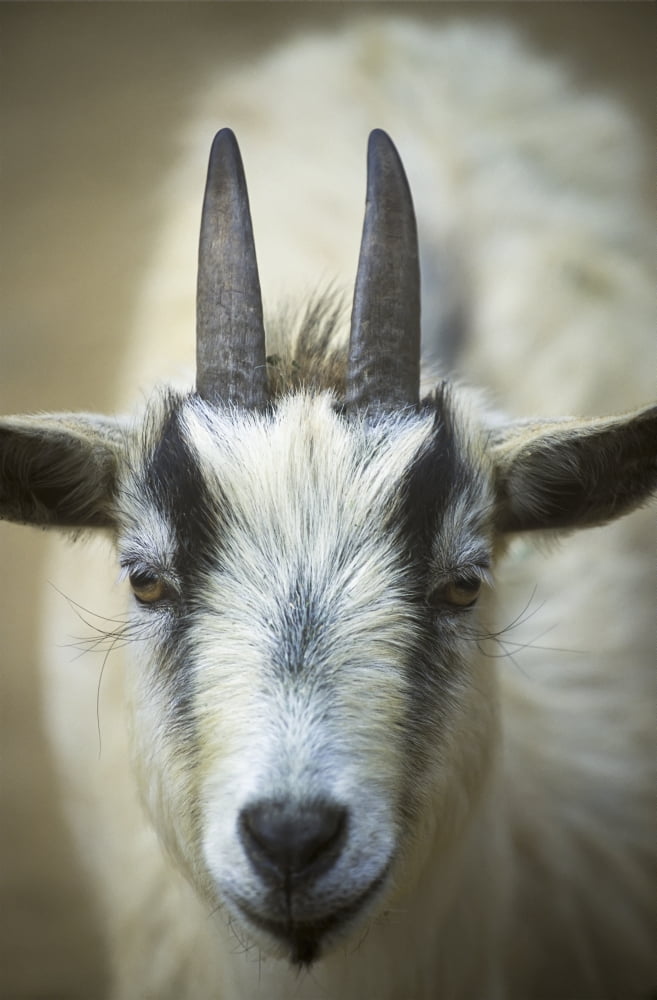 A Friendly Goat Greets Children At Bandons Petting Zoo Bandon Oregon United States Of America Canvas Art - Robert L Potts  Design Pics (12 x 19)