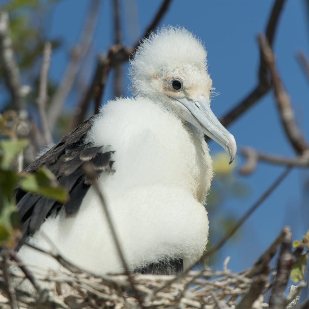 A Frigatebird Sitting In A Nest Galapagos Equador Canvas Art - Keith Levit Design Pics (15 x 15)