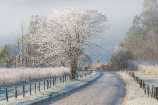 A Frosty Morning Canvas Art - Chris Moore (12 x 18)