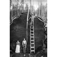 thumbnail image 1 of A GIANT SEQUOIA LOG, UNDATED - Generals Highway, Three Rivers, Tulare County, CA Poster Print by unknown (24 x 36), 1 of 1