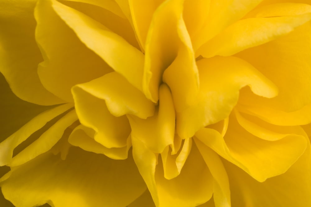 A Golden Begonia Canvas Art - David Chapman  Design Pics (36 x 24)