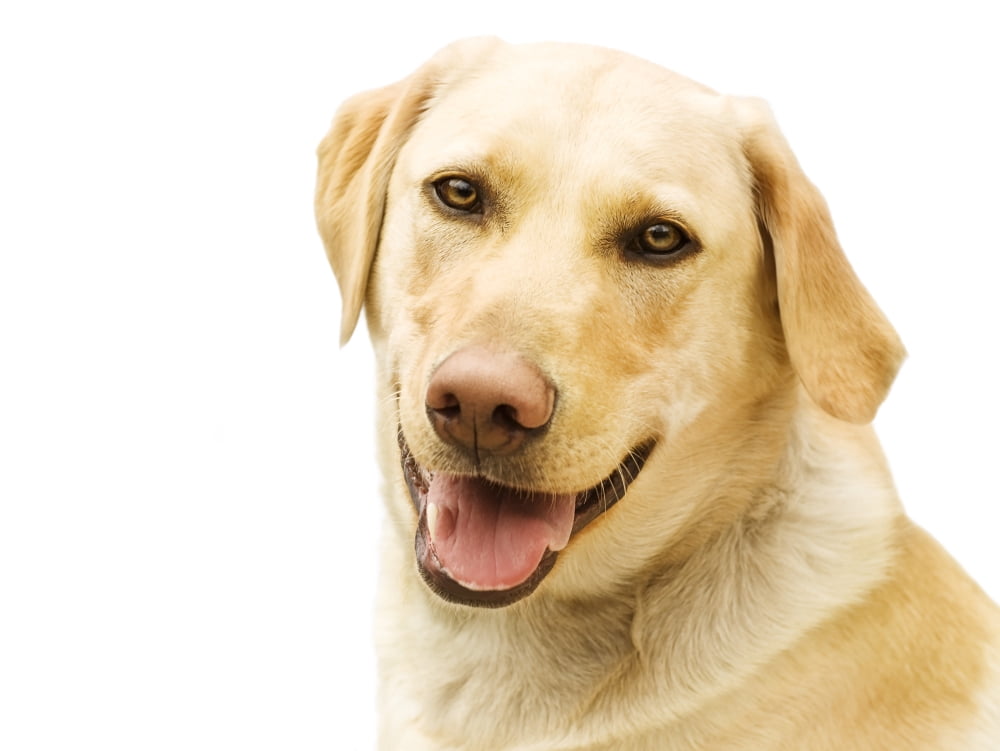 A Golden Labrador Canvas Art - Chris and Kate Knorr Design Pics (17 x 13)