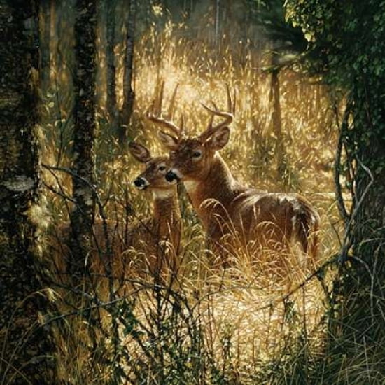 A Golden Moment Canvas Art - Colin Bogle (24 x 24)