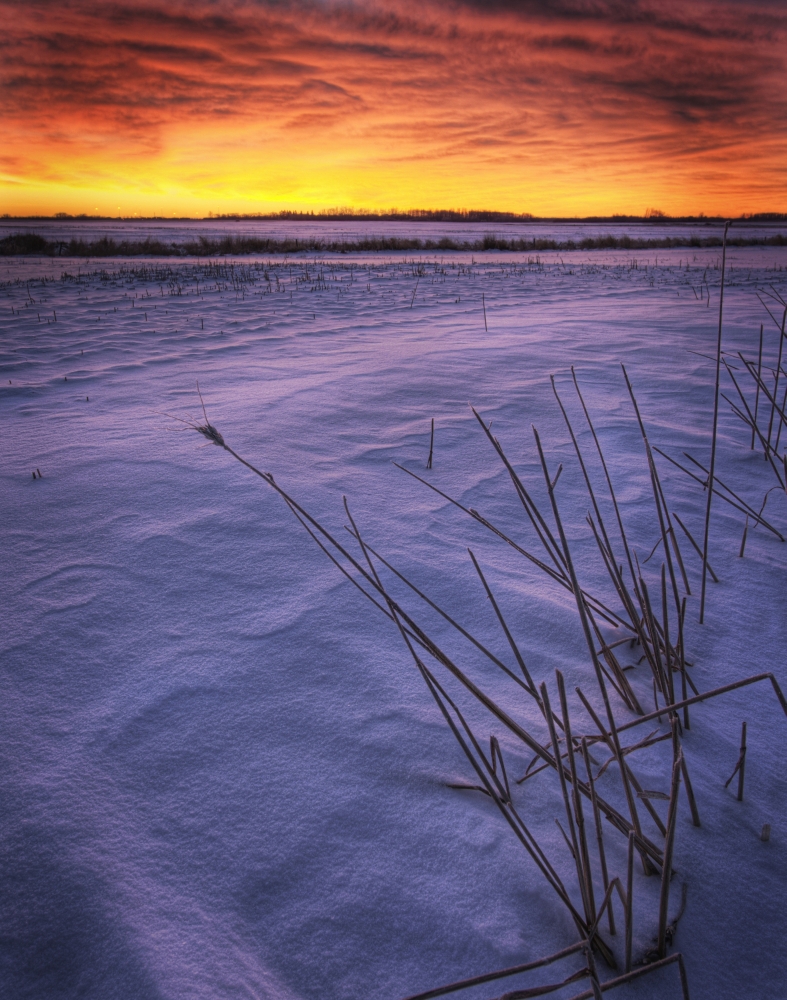 A Golden Winter Sunrise Over Drifted Snow Alberta Canvas Art - Dan Jurak Design Pics (12 x 15)