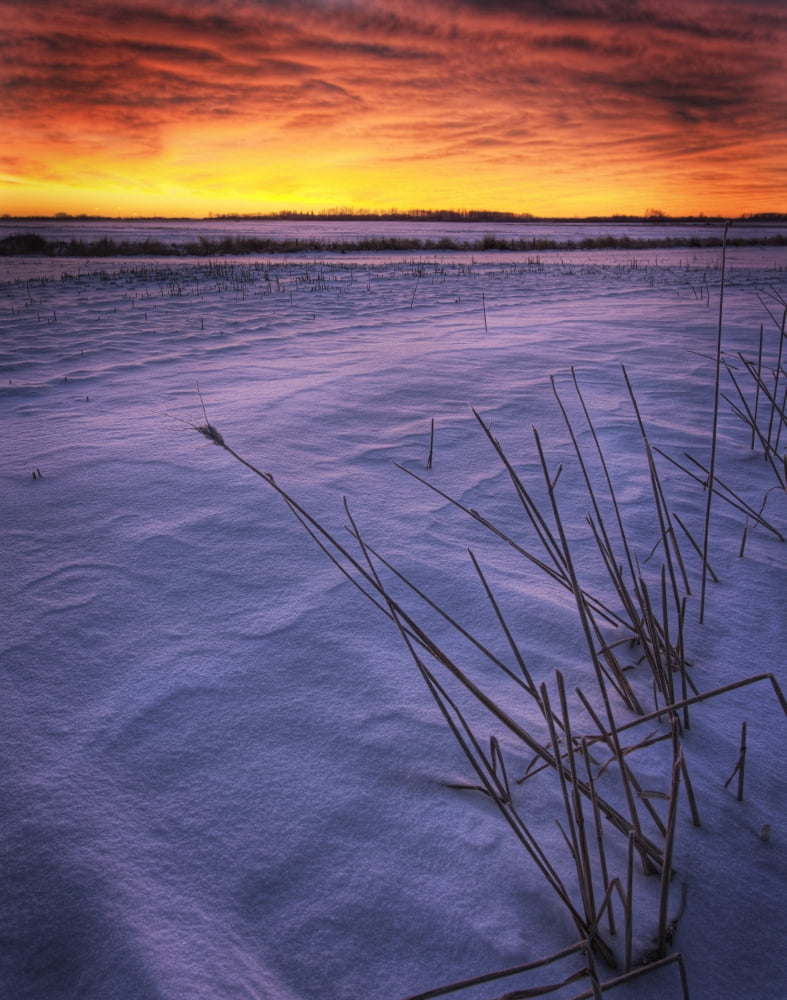 A Golden Winter Sunrise Over Drifted Snow Alberta Canvas Art - Dan Jurak Design Pics (24 x 30)
