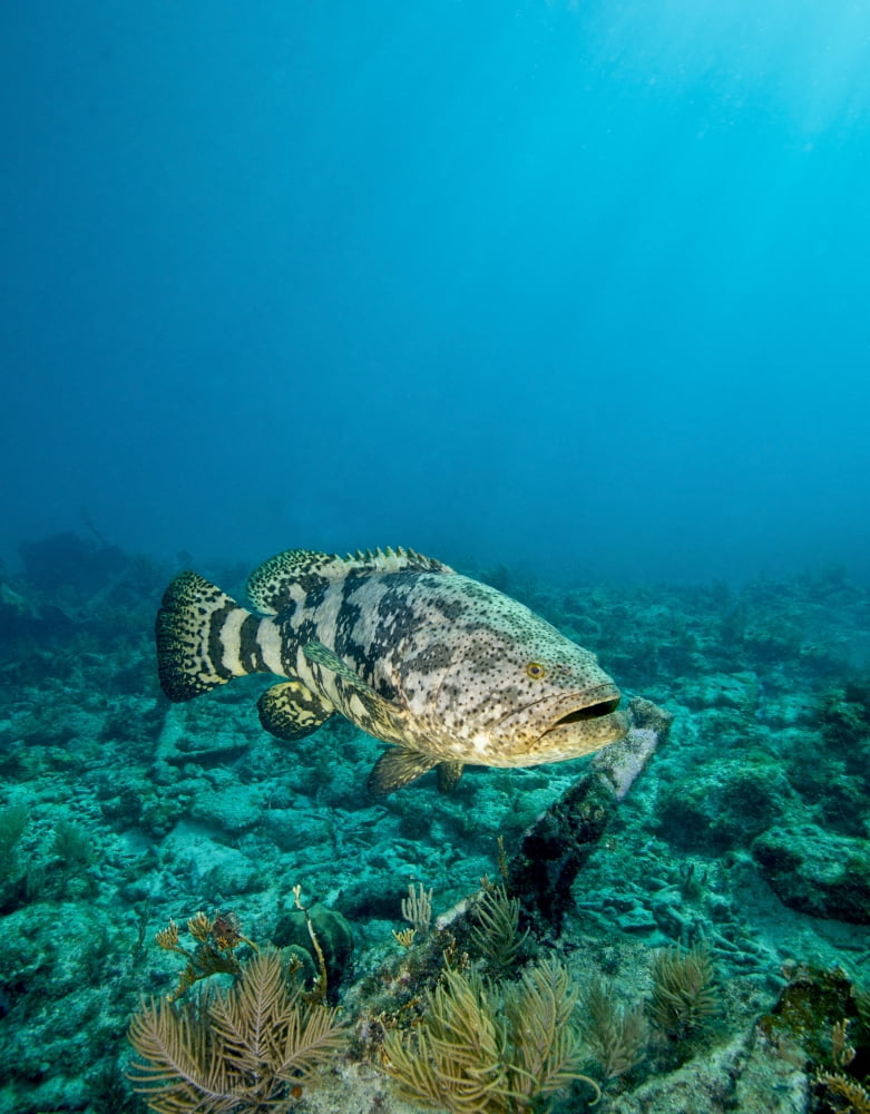 A Goliath Grouper effortlessly floats by a shipwreck off the coast Key Largo Florida Canvas Art - Michael WoodStocktrek Images (25 x 32)