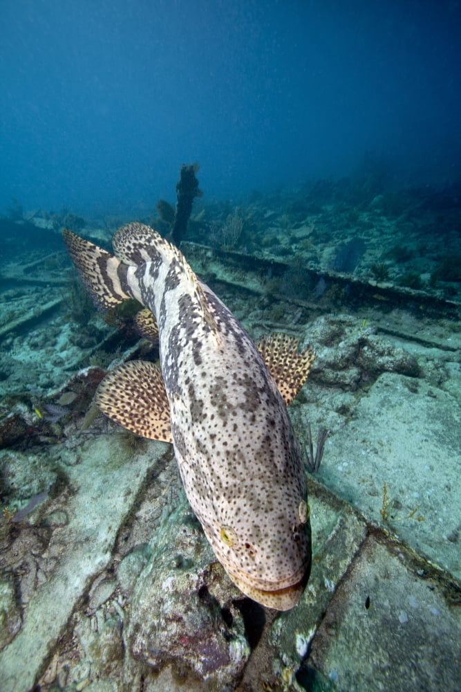 A Goliath Grouper effortlessly floats over a shipwreck off the coast Key Largo Florida Canvas Art - Michael WoodStocktrek Images (23 x 35)