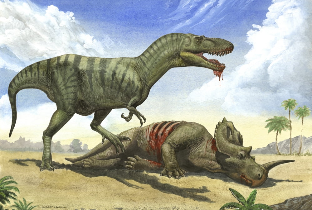 A Gorgosaurus libratus stands over the dead body of a Centrosaurus Canvas Art - Sergey KrasovskiyStocktrek Images (18 x 12)