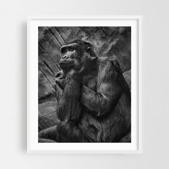 A Gorilla Reflects - Photography Black and White Wildlife Animal Portrait Nature Moody Jungle White Framed Wall Art Print 8 x 10 inches