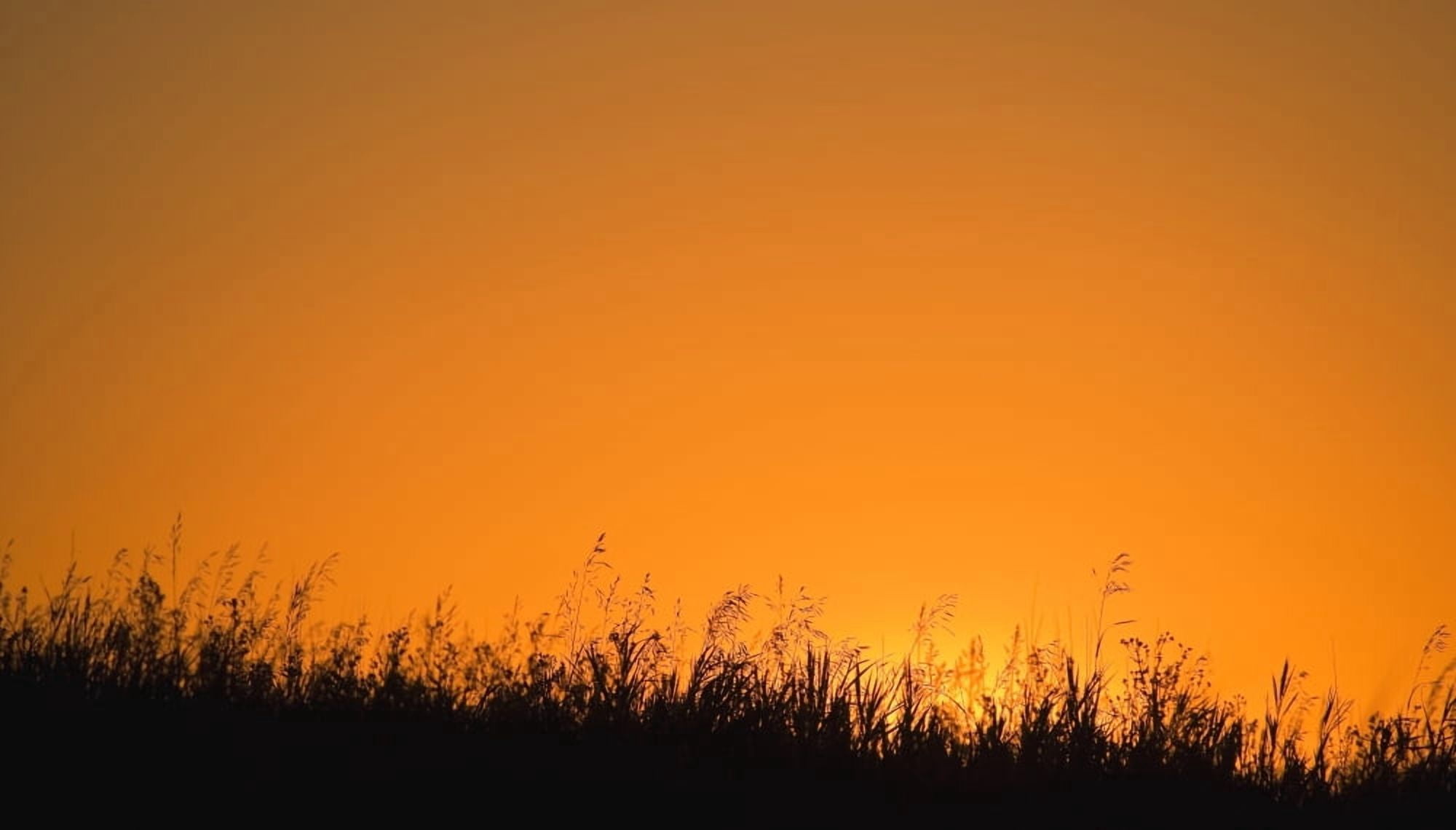 A Grassy Field With The Sun Setting Behind It Canvas Art - Carson Ganci Design Pics (18 x 10)