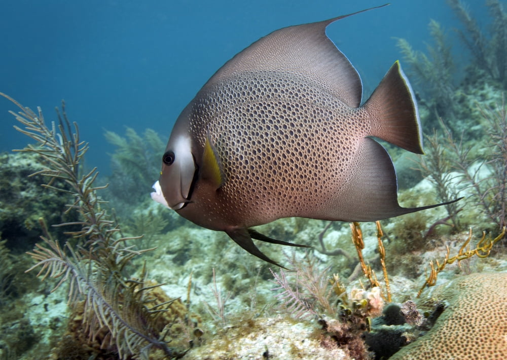 A Gray Angelfish in the shallow waters off the coast of Key Largo Florida Canvas Art - Michael WoodStocktrek Images (17 x 12)