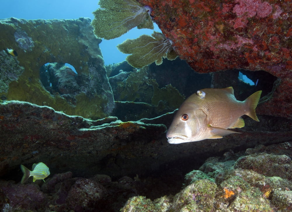 A Gray Snapper swims out from under the reef Canvas Art - Michael WoodStocktrek Images (17 x 12)