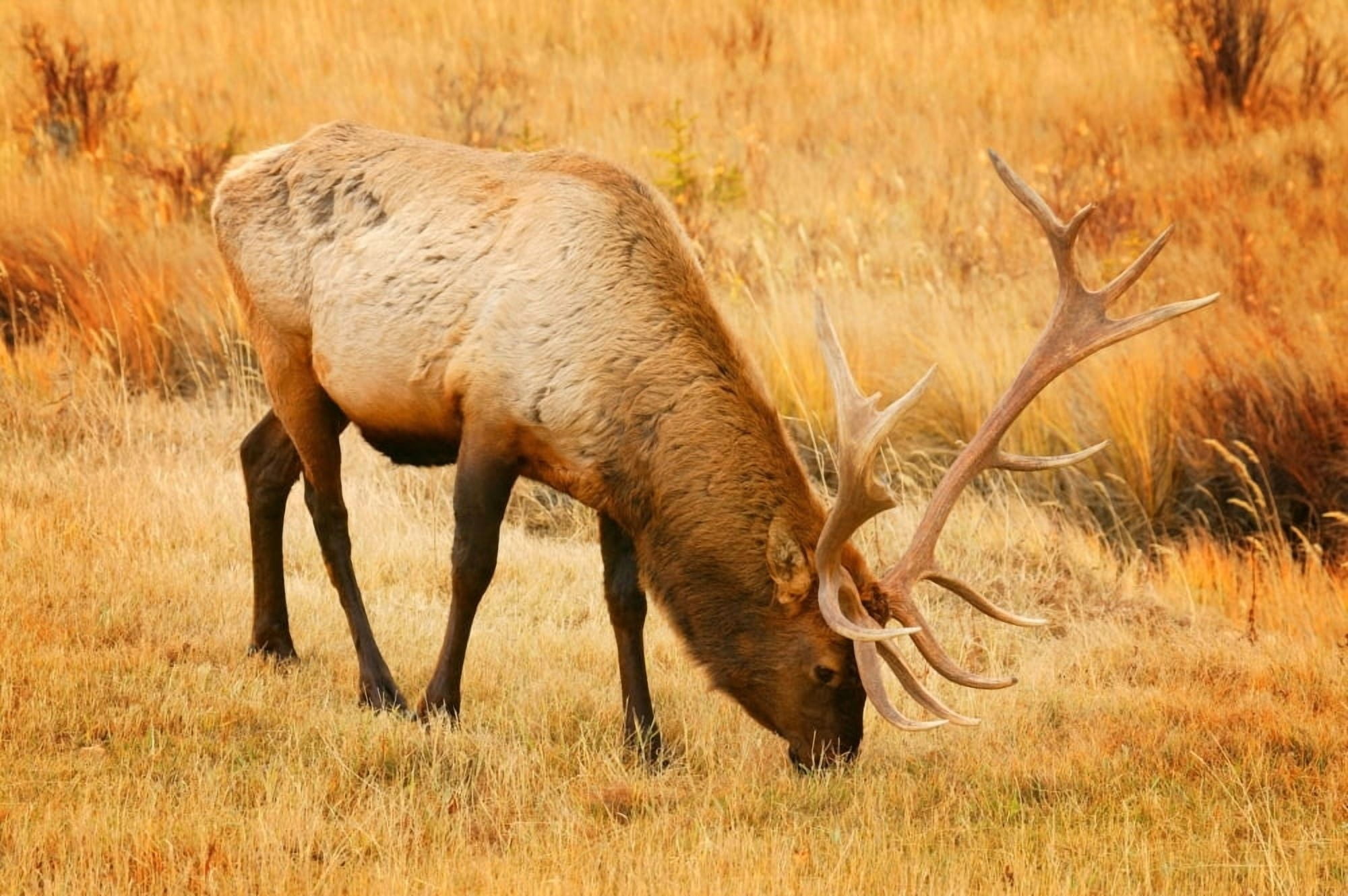 A Grazing Elk Canvas Art - Don Hammond Design Pics (17 x 11)