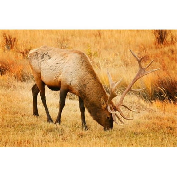 A Grazing Elk Poster Print by Don Hammond, 34 x 22 - Large