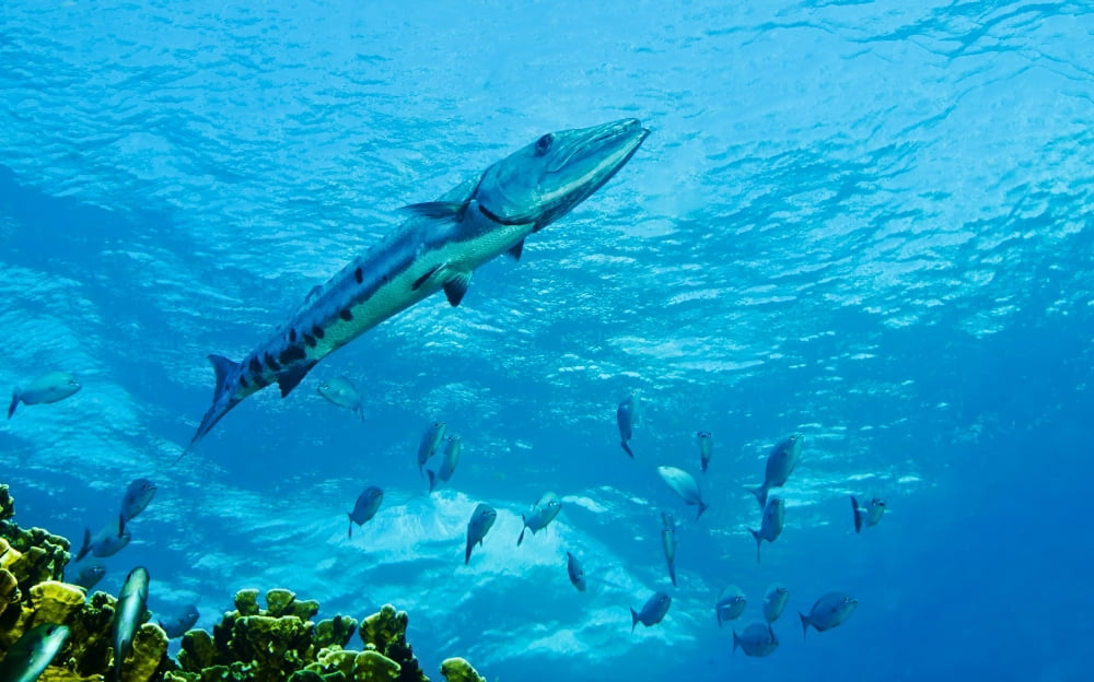 A Great Barracuda in the Atlantic Ocean off the coast of Key Largo Florida Canvas Art - Michael WoodStocktrek Images (18 x 11)