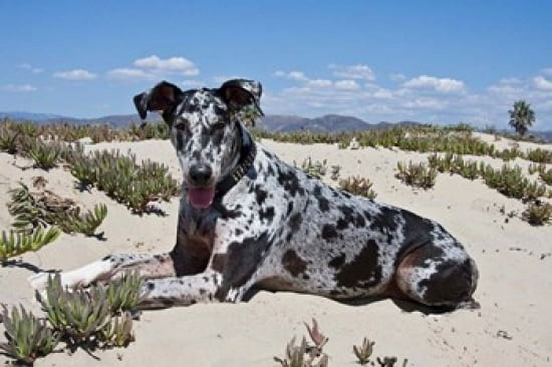 A Great Dane lying in the sand in Ventura California Canvas Art - Zandria Muench Beraldo DanitaDelimont (26 x 18)