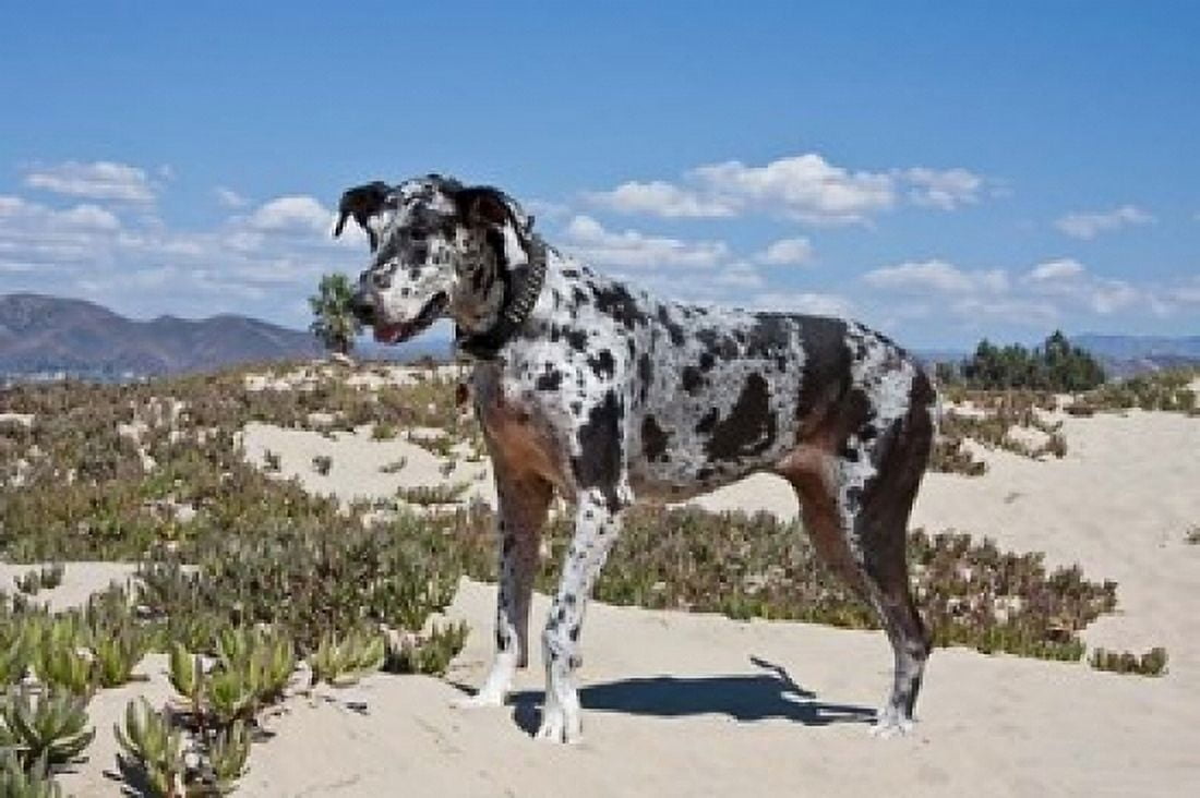 A Great Dane standing in sand at the Ventura Beach California Canvas Art - Zandria Muench Beraldo DanitaDelimont (36 x 24)