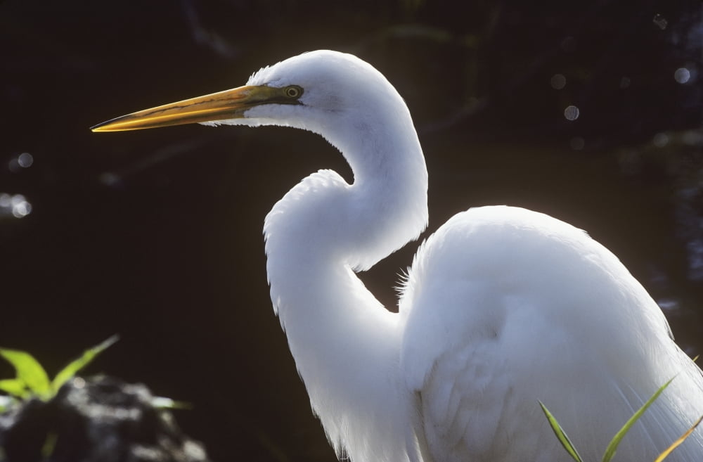 A Great Egret (Ardea Alba) Stalks Prey Homestead Florida United States Of America Canvas Art - Robert L Potts Design Pics (19 x 12)