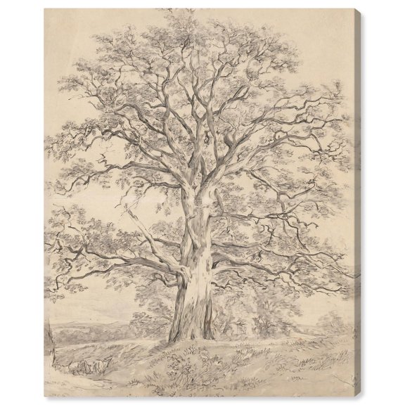 A Great Oak Tree 1801 Canvas Classic Sketches by Art Remedy, Gallery Wrapped, 36" x 45"