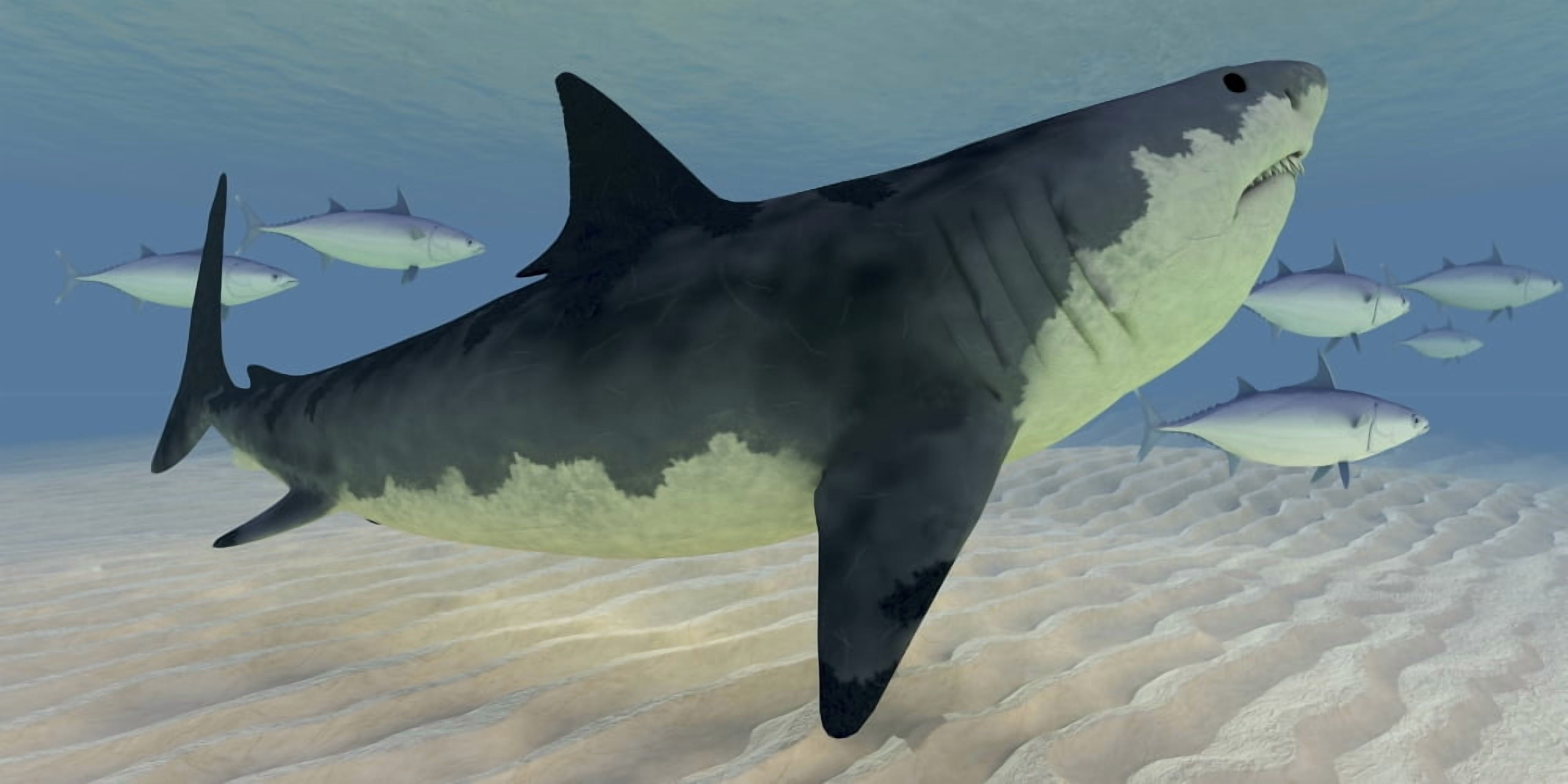 A Great White Shark amongst a school of bluefin tuna Canvas Art - Corey FordStocktrek Images (20 x 10)