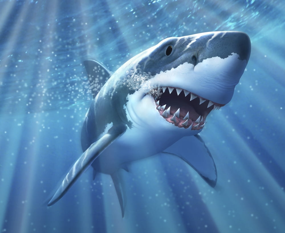 A Great White Shark with sunrays just below the surface Canvas Art - Jerry LoFaroStocktrek Images (16 x 13)