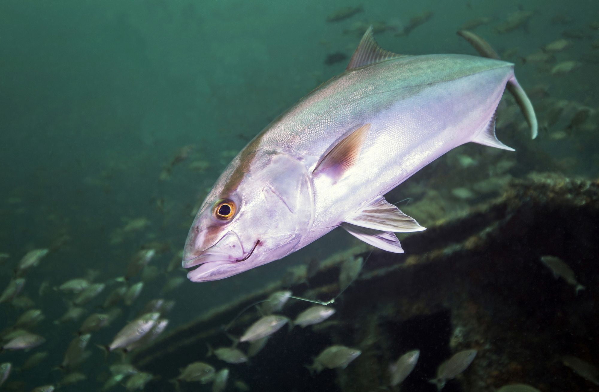 A Greater Amberjack swimming with a fishing hook and line caught in its mouth Canvas Art - Michael WoodStocktrek images (17 x 12)