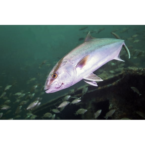 A Greater Amberjack swimming with a fishing hook and line caught in its mouth Canvas Art - Michael WoodStocktrek images (34 x 23)