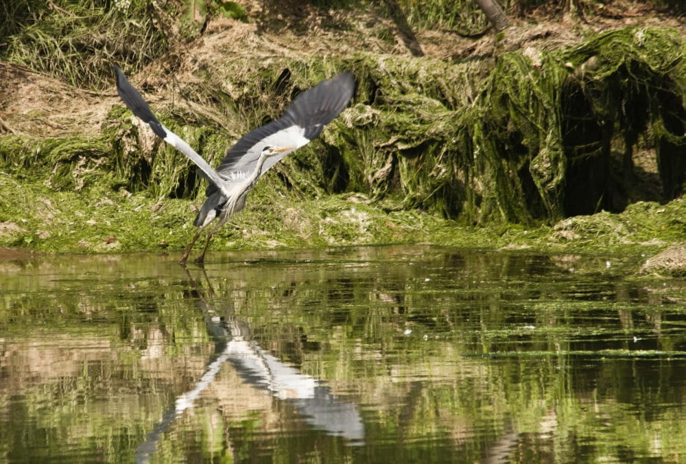 A Grey Heron Landing On Water Warkworth Northumberland Englad Canvas Art - John Short Design Pics (18 x 12)
