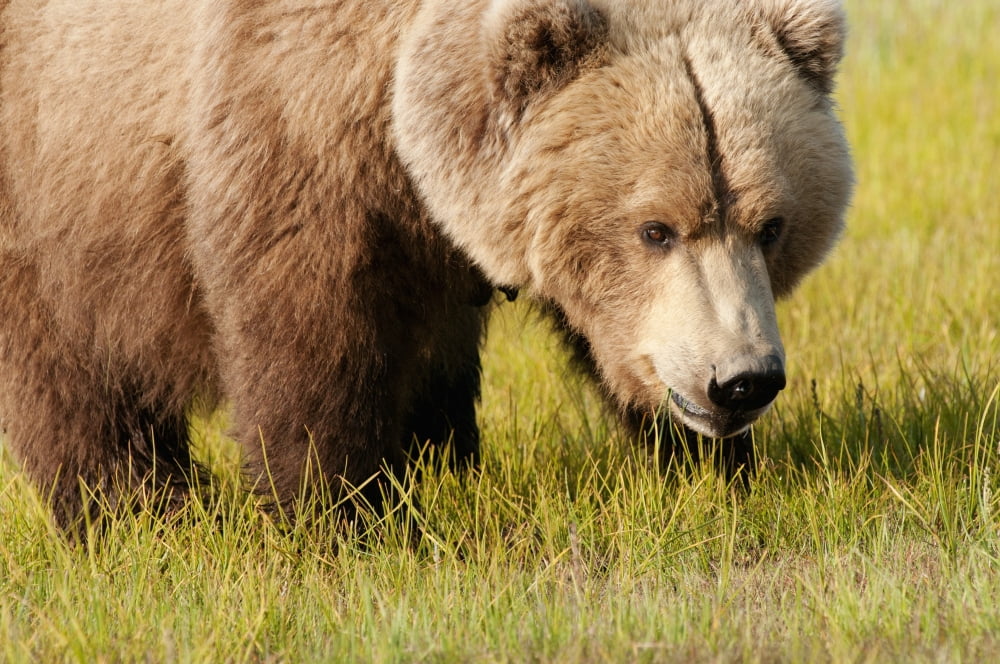 A Grizzly Bear (Ursus Arctos Horribilis) Alaska United States Of America Canvas Art - Deb Garside Design Pics (38 x 24)
