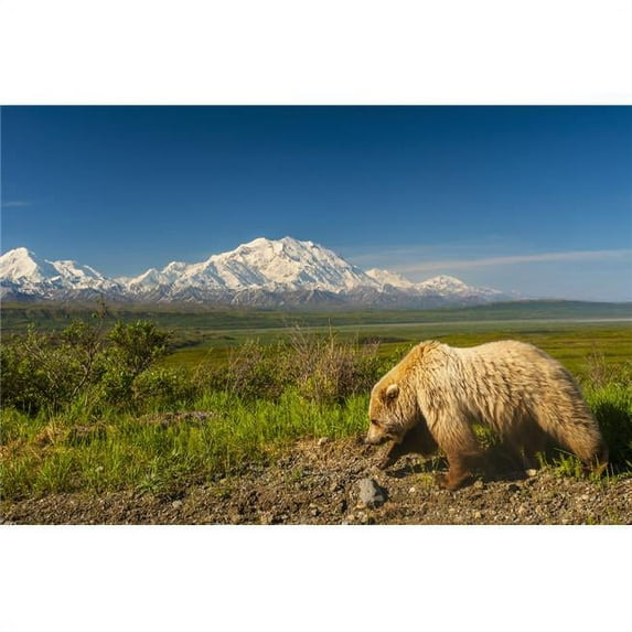 A Grizzly Bear walking alongside the Park Road in Area 14 with Mount McKinley in the Background Denali National Park I 1