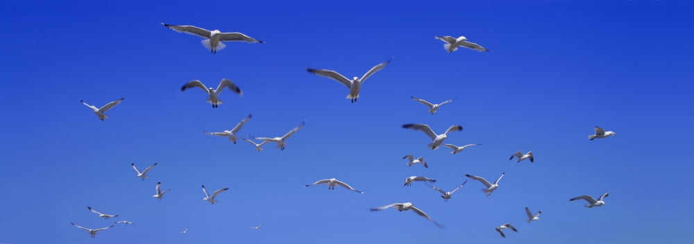 A Group Of Birds Canvas Art - Don Hammond Design Pics (44 x 15)