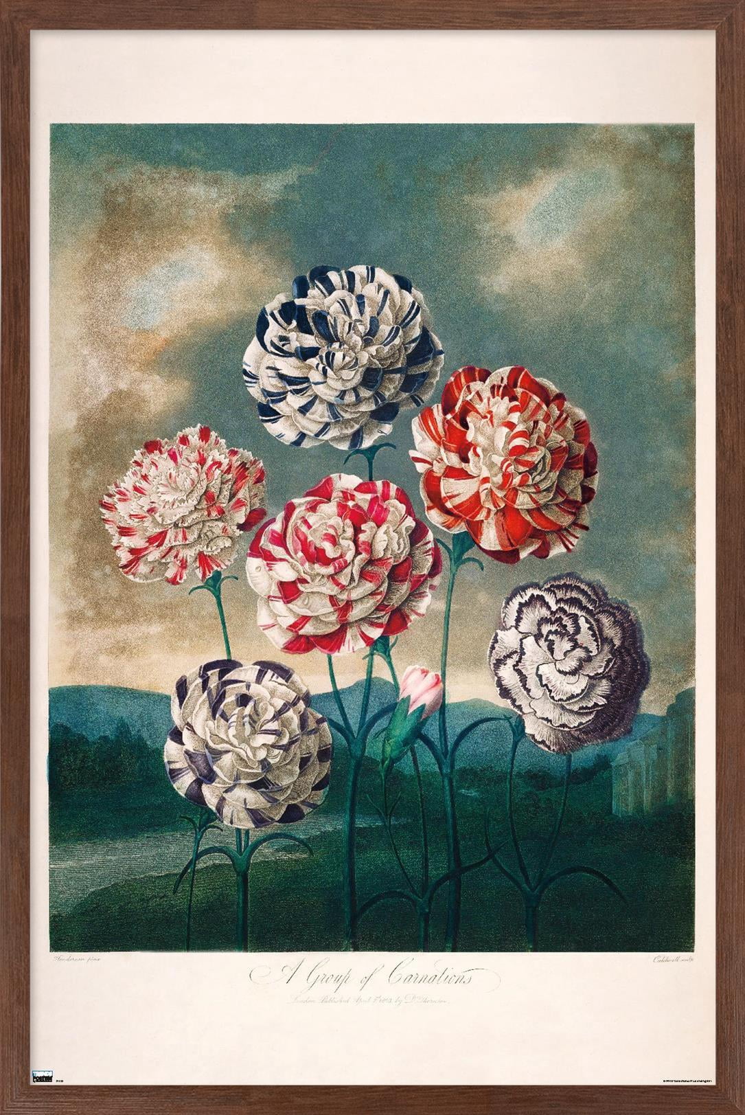 A Group Of Carnations Wall Poster, 14.725" x 22.375" Framed