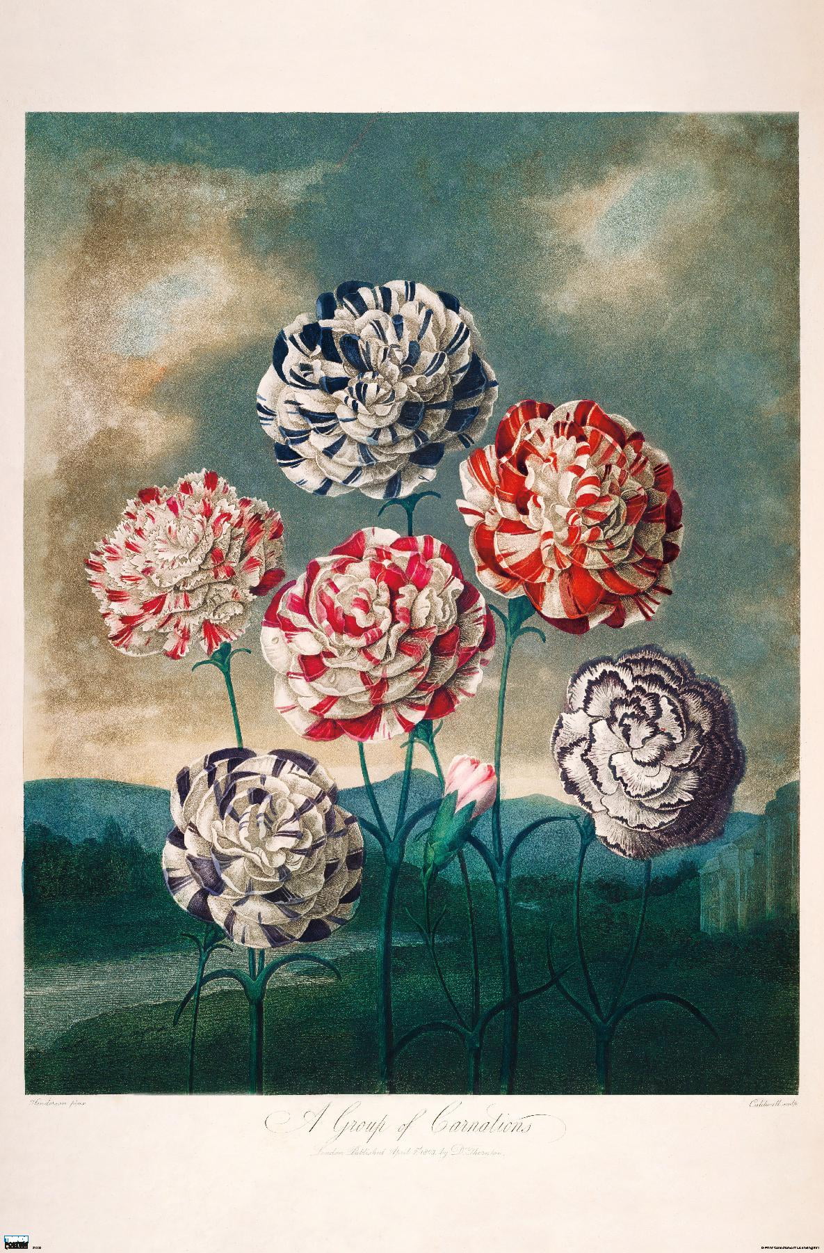 A Group Of Carnations Wall Poster, 14.725" x 22.375"
