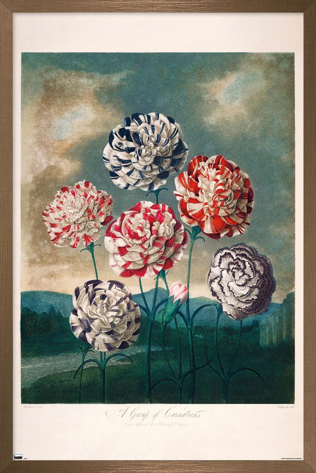 A Group Of Carnations Wall Poster, 22.375" x 34" Framed