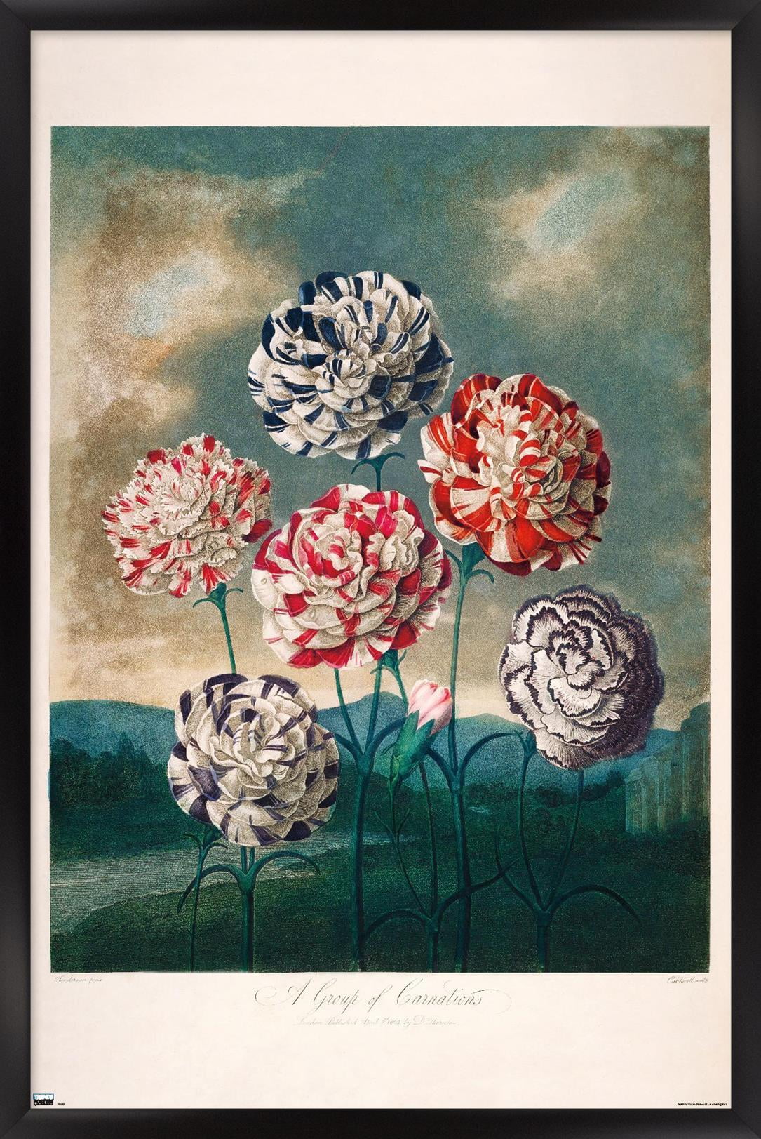 A Group Of Carnations Wall Poster, 22.375" x 34" Framed