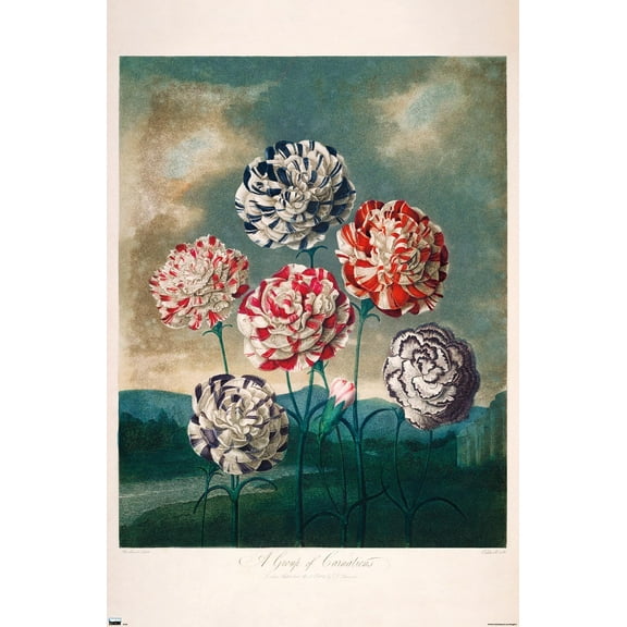 A Group Of Carnations Wall Poster, 22.375" x 34"