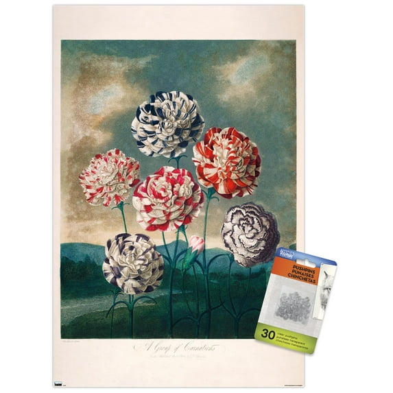 A Group Of Carnations Wall Poster with Push Pins, 14.725" x 22.375"