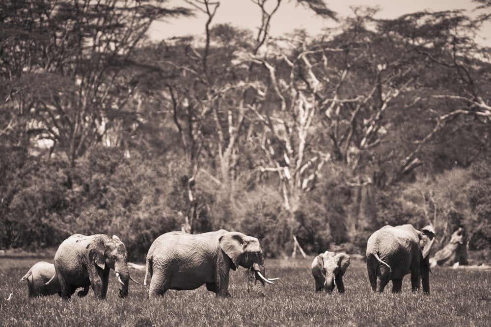 A Group Of Elephants Kenya Canvas Art - David DuChemin Design Pics (38 x 24)