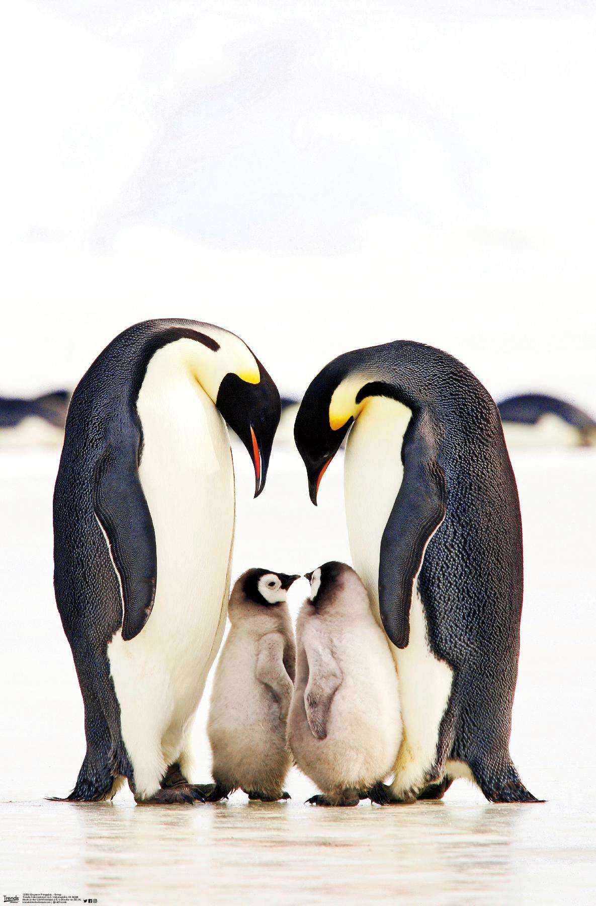 A Group Of Emperor Penguins Wall Poster, 14.725" x 22.375"