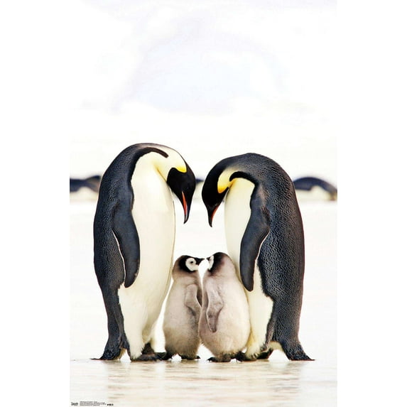 A Group Of Emperor Penguins Wall Poster, 14.725" x 22.375"