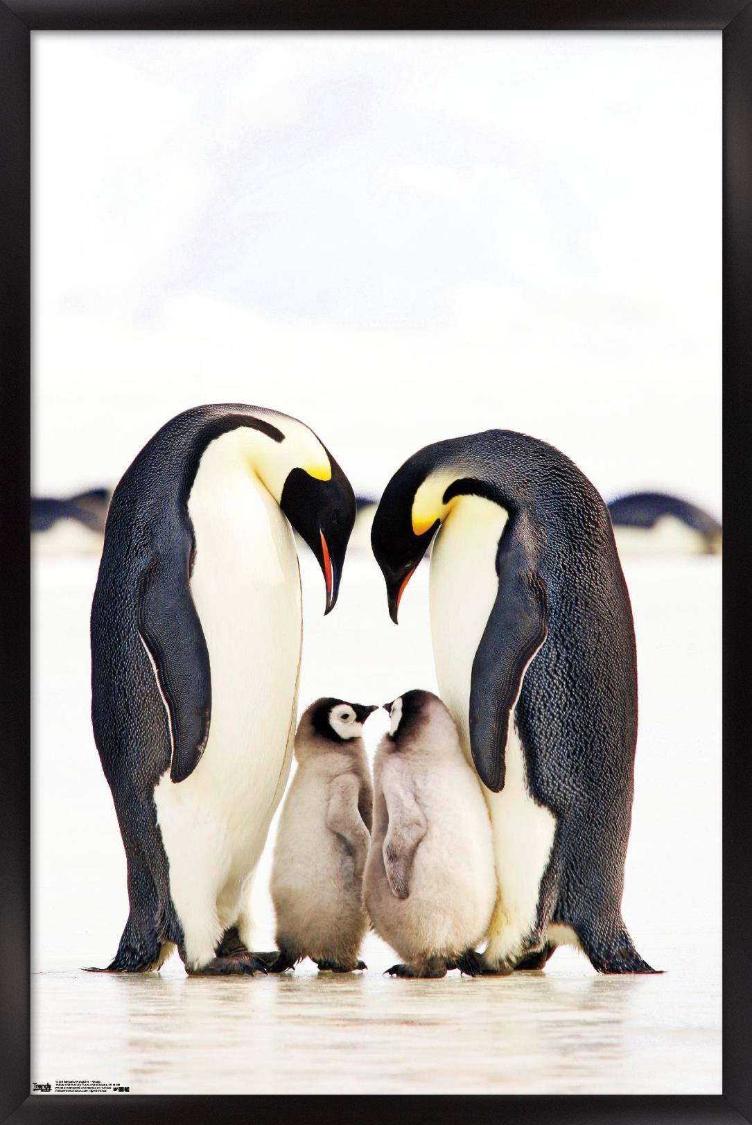 A Group Of Emperor Penguins Wall Poster, 22.375" x 34", Framed