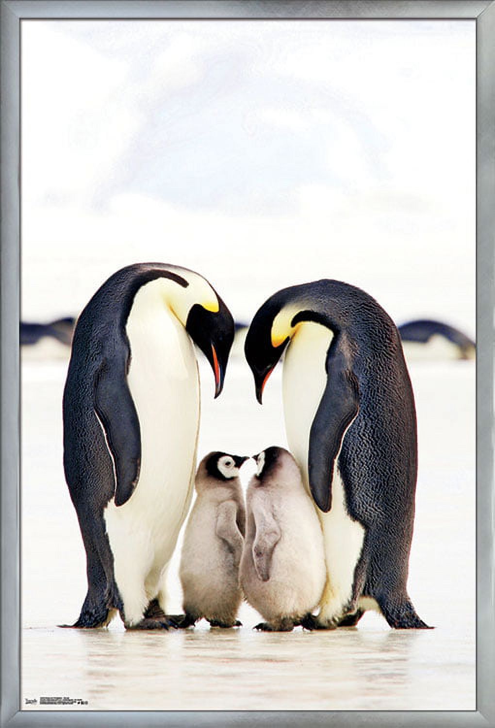 A Group Of Emperor Penguins Wall Poster, 22.375" x 34", Framed