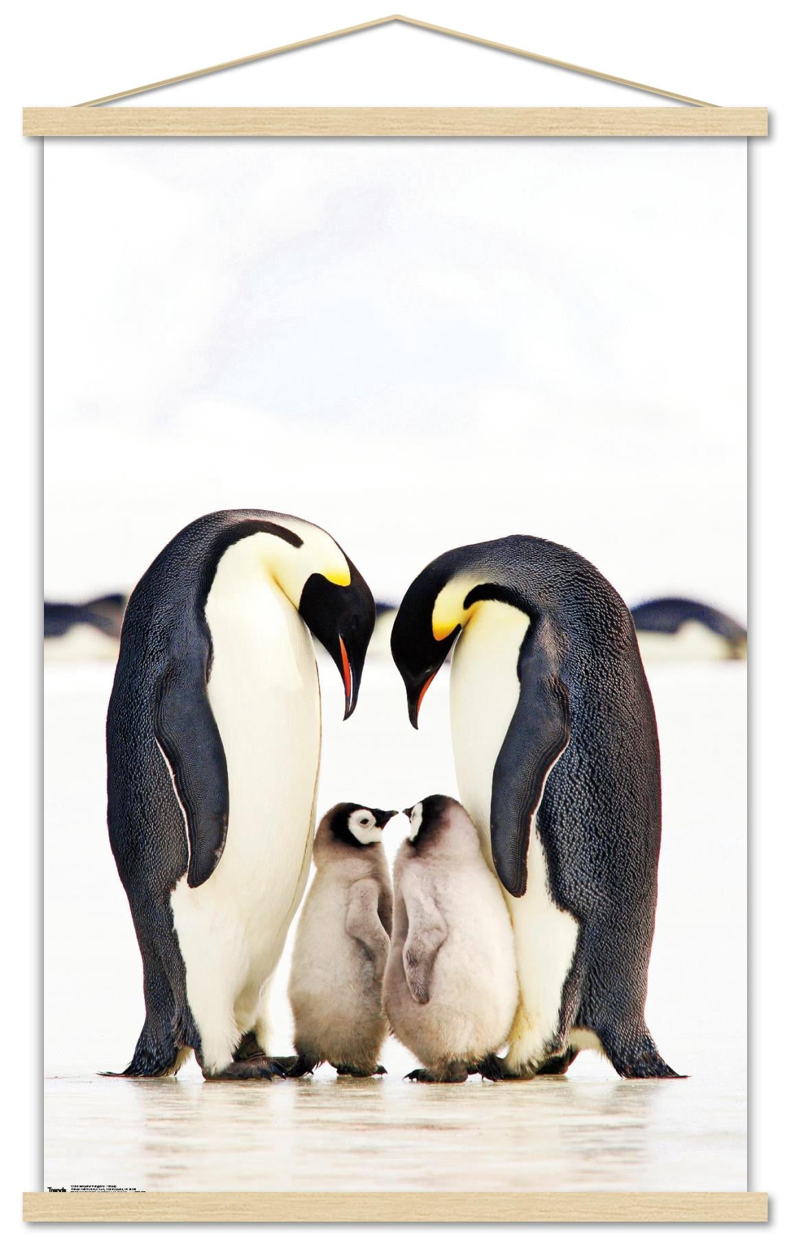 A Group Of Emperor Penguins Wall Poster with Wooden Magnetic Frame, 22.375" x 34"