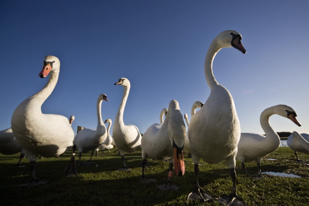 A Group Of Swans Canvas Art - John Short Design Pics (17 x 11)