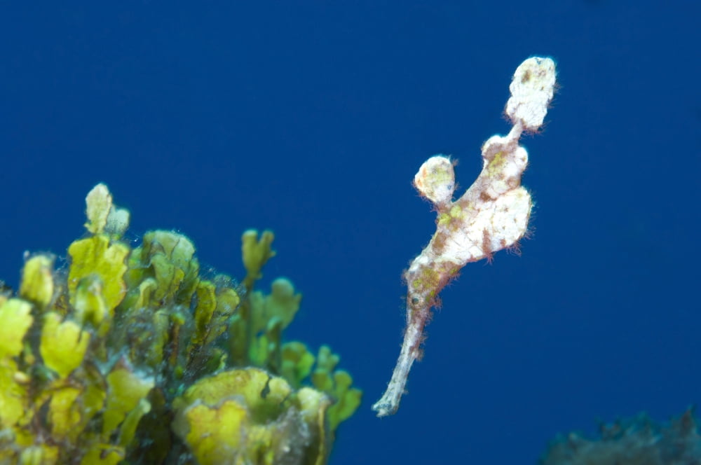 A Halimeda ghost pipefish near coralline algae beds Canvas Art - Steve JonesStocktrek Images (18 x 12)