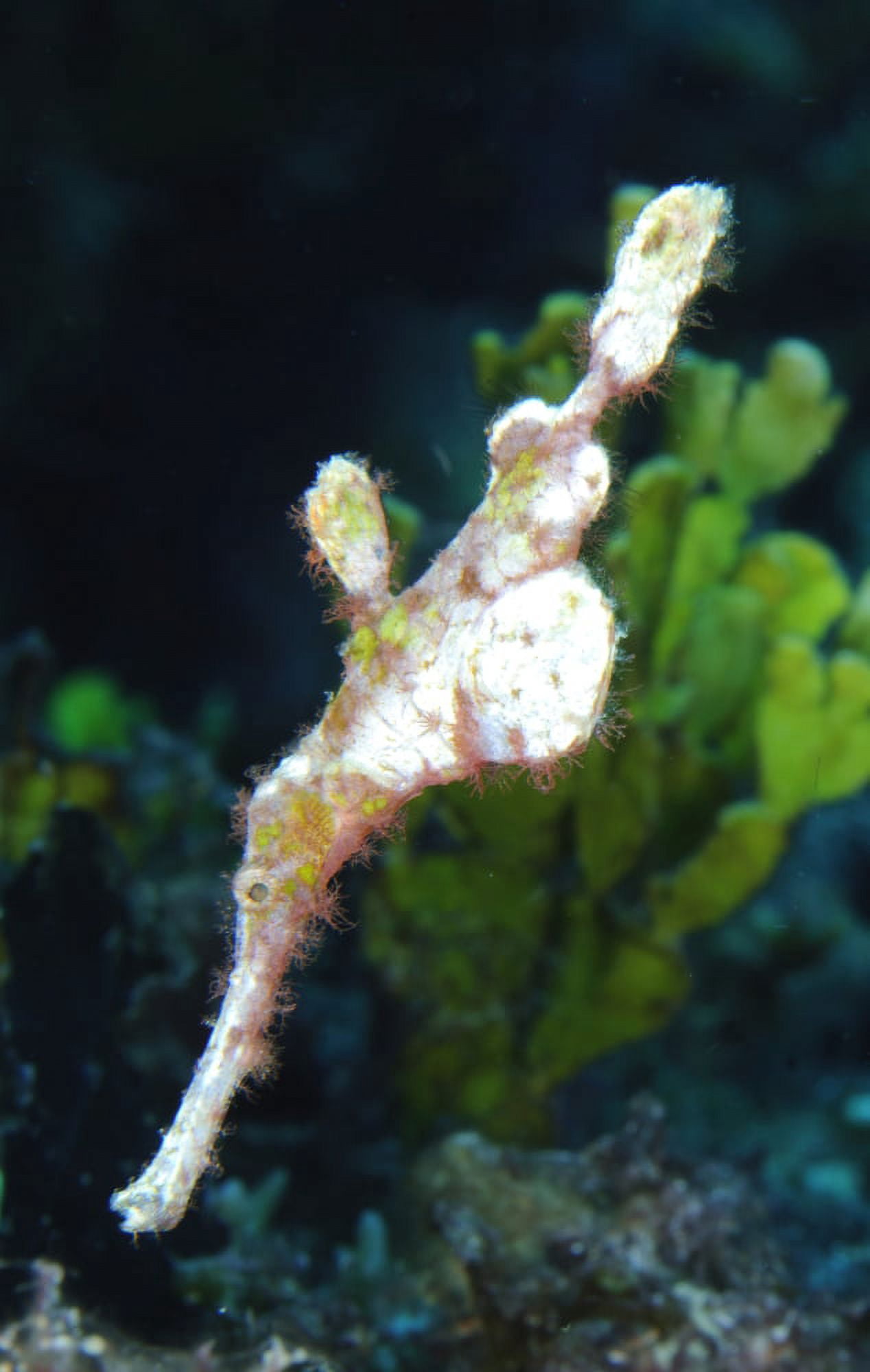 A Halimeda ghost pipefish near coralline algae beds Canvas Art - Steve JonesStocktrek Images (23 x 36)