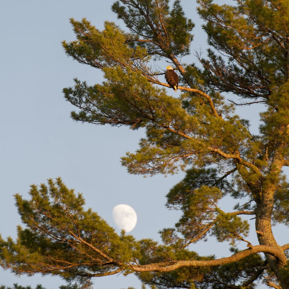 A Hawk Sits In A Tree With The Moon In A Blue Sky Lake Of The Woods Ontario Canada Canvas Art - Keith Levit Design Pics (15 x 15)