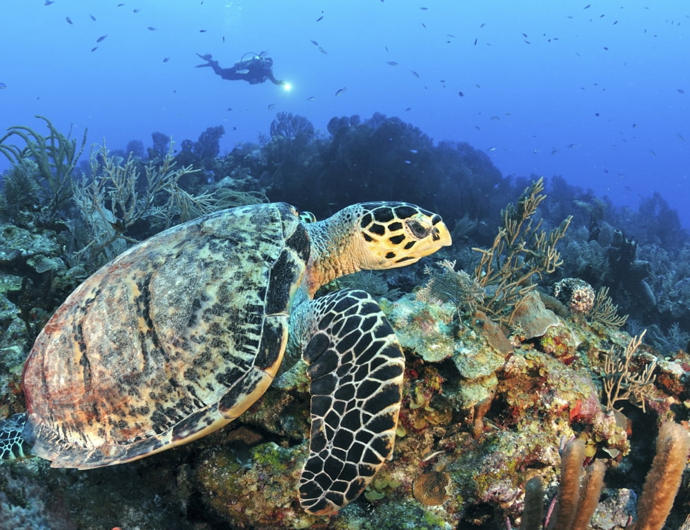 A Hawksbill Turtle swims along a caribbean reef Canvas Art - Karen DoodyStocktrek Images (16 x 13)