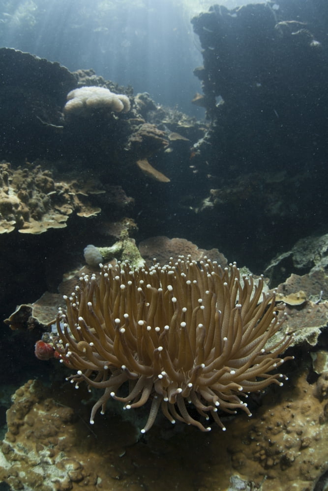 A Heliofungia coral colony grows on a reef inside Palaus lagoon Canvas Art - Ethan DanielsStocktrek Images (23 x 34)