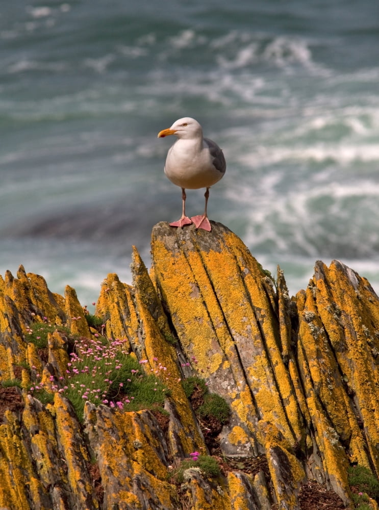 A Herring Gull Colonsay Scotland Canvas Art - Lizzie Shepherd Design Pics (24 x 32)